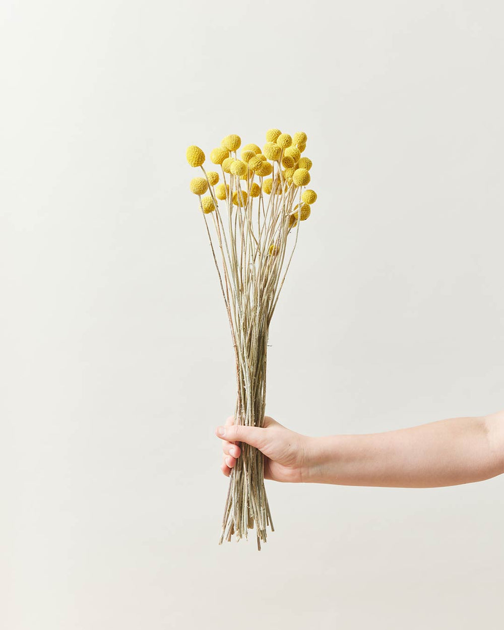 Billy Buttons