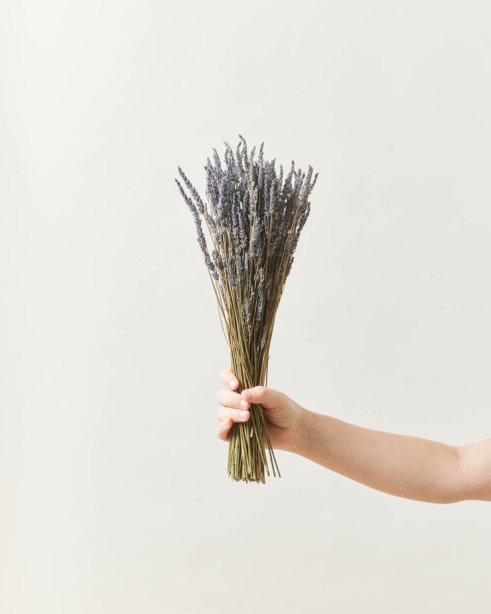Harvested Lavender
